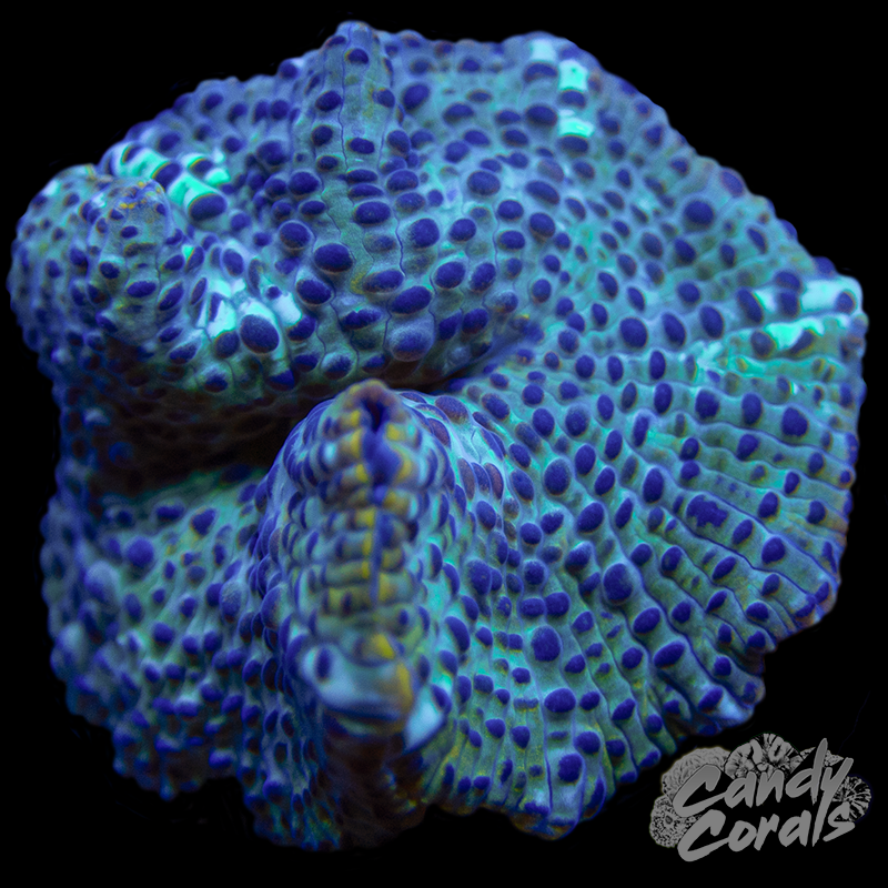 Watercress Discosoma Mushroom