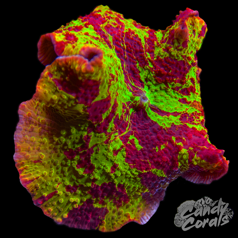 Jawbreaker Mushroom WYSIWYG 1