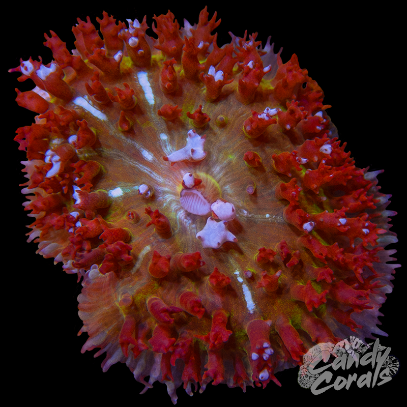 Ultra St. Thomas Mushroom WYSIWYG 3