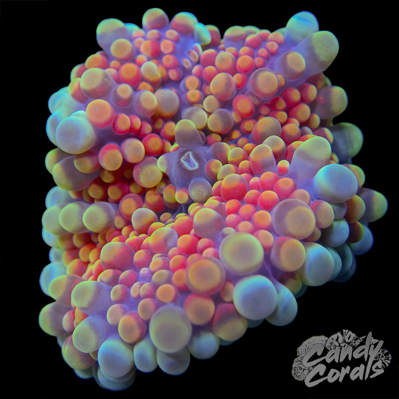 Rainbow Yuma Mushroom WYSIWYG 15