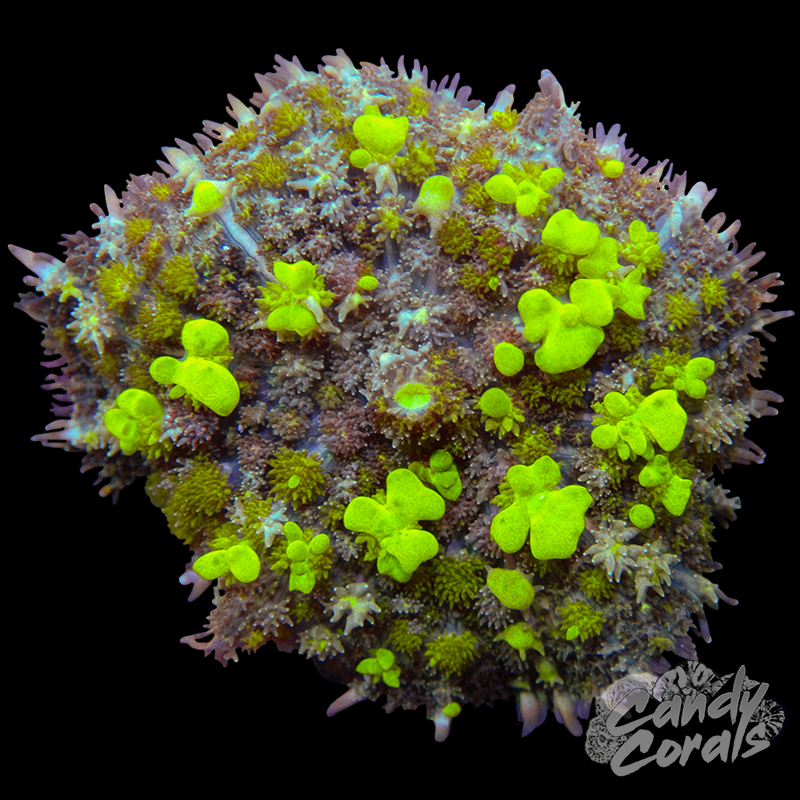 Ultra Bounce Mushroom WYSIWYG 15