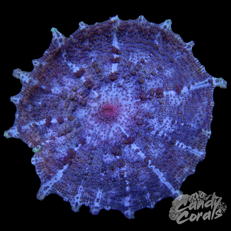 Purple Discosoma Neglecta Mushroom