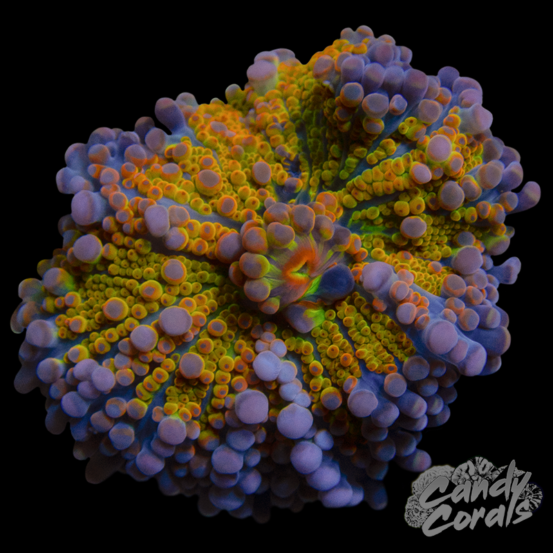 Jewel Bright Rainbow Yuma Mushroom