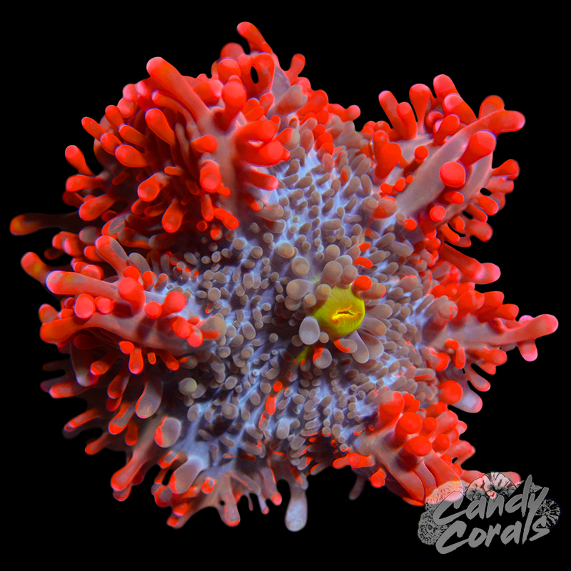 Orange Rim Yuma Mushroom B70