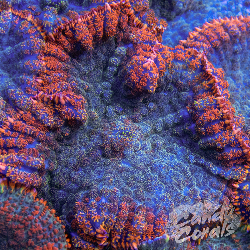 Orange Rim Rhodactis Mushroom