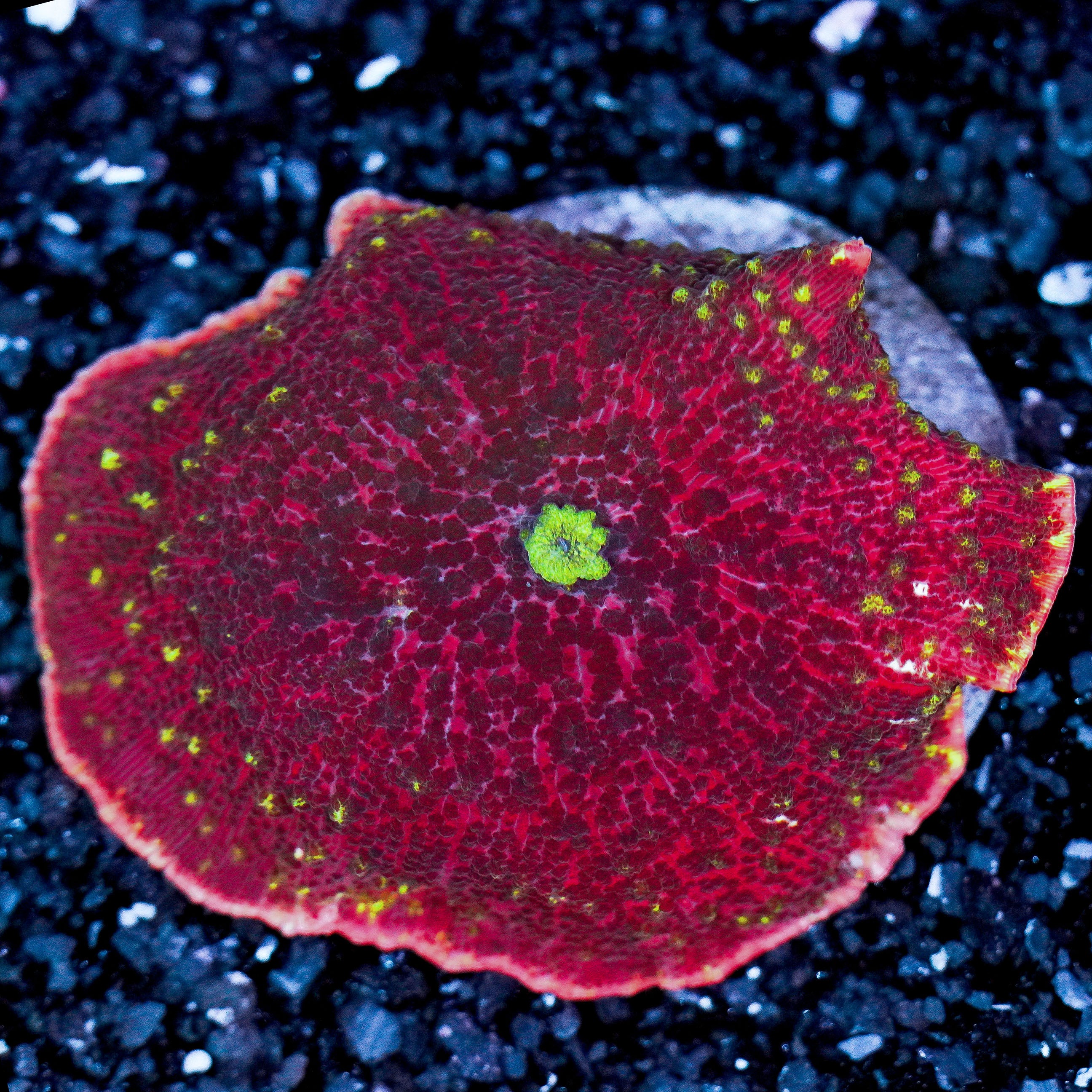 Red and Yellow Indo Jawbreaker Mushroom WYSIWYG 6