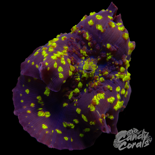 Spotted RARE Jawbreaker Mushroom WYSIWYG 6