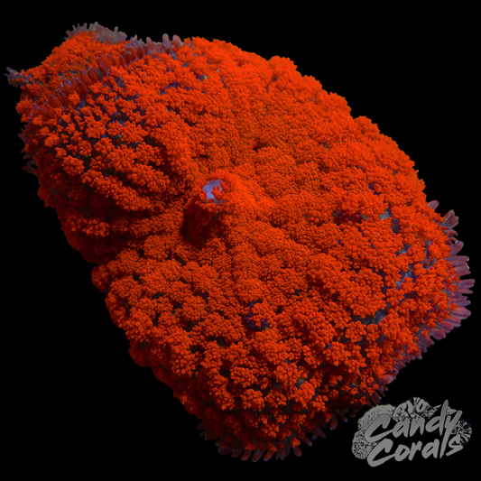 Orange Ultra Rhodactis Mushroom WYSIWYG 2