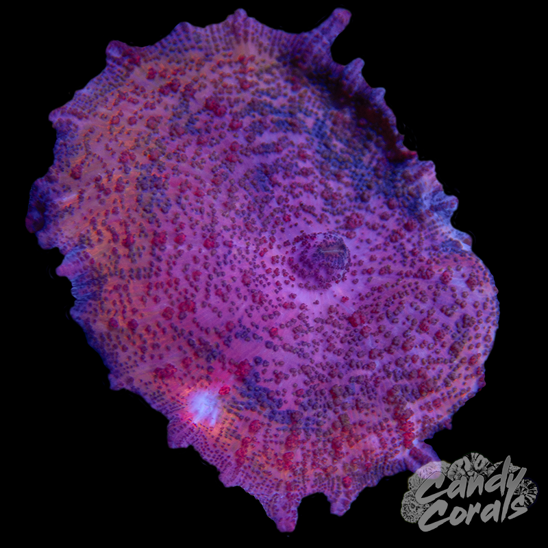 Pink Discosoma Neglecta Mushroom