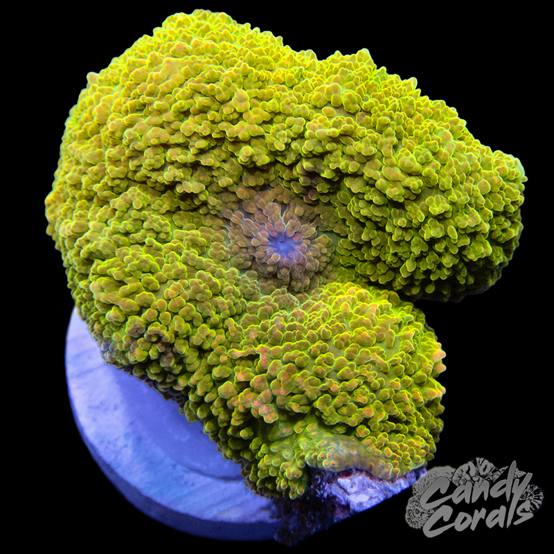 Assorted Jawbreaker Mushroom