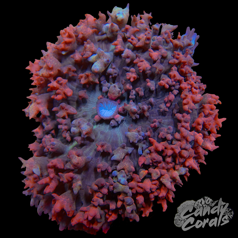 Red St. Thomas Mushroom Per Polyp