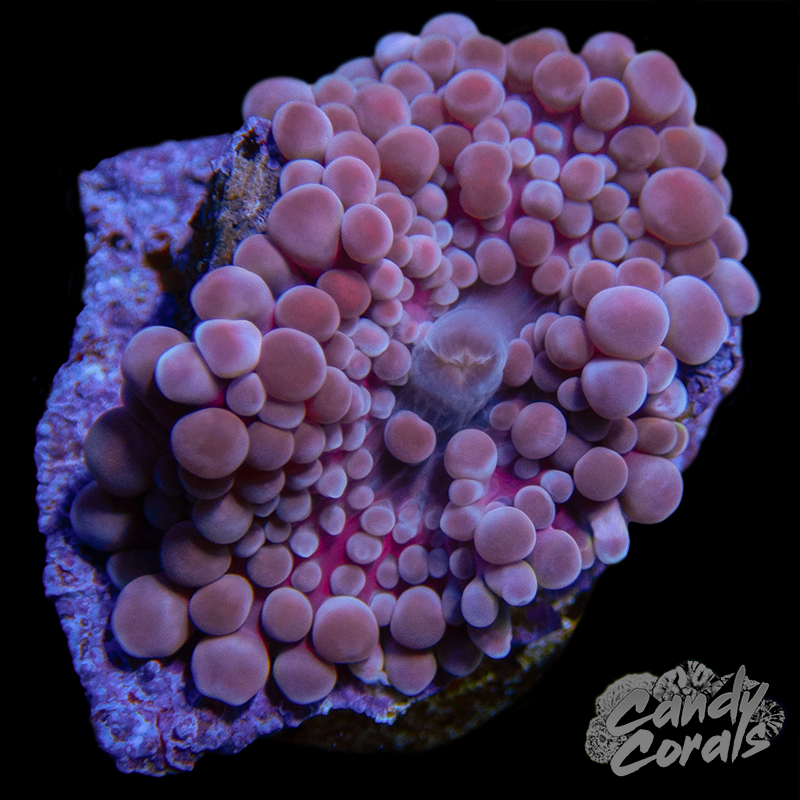 Pink Yuma Mushroom WYSIWYG 24