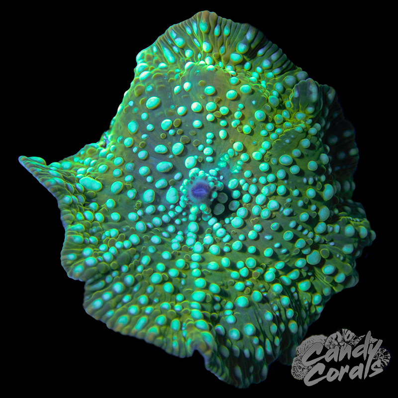 Blue Spotted Green Discosoma Mushroom Per Polyp