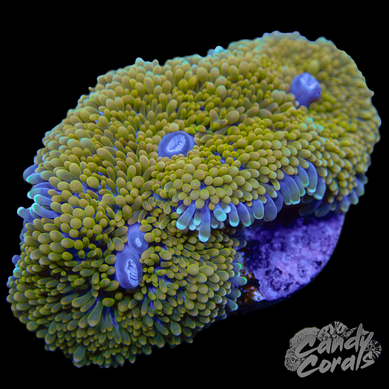 Rainbow Florida Ricordia Mushroom WYSIWYG 35