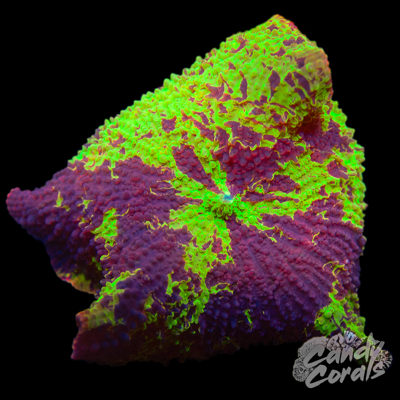 Ultra Rainbow Jawbreaker Mushroom WYSIWYG 36