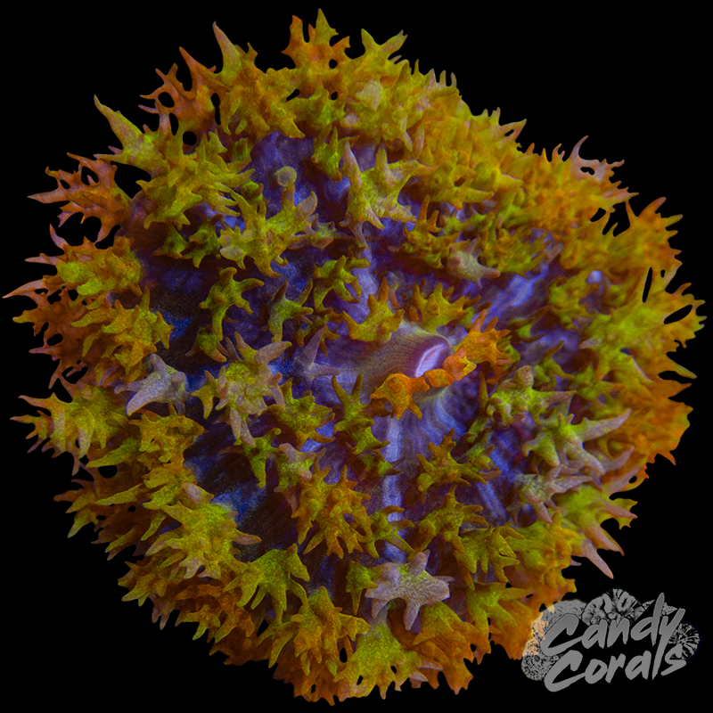Ultra St. Thomas Mushroom WYSIWYG 4
