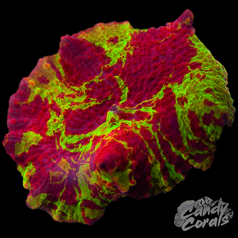 AquaIllumination Axis Pump – Candy Corals
