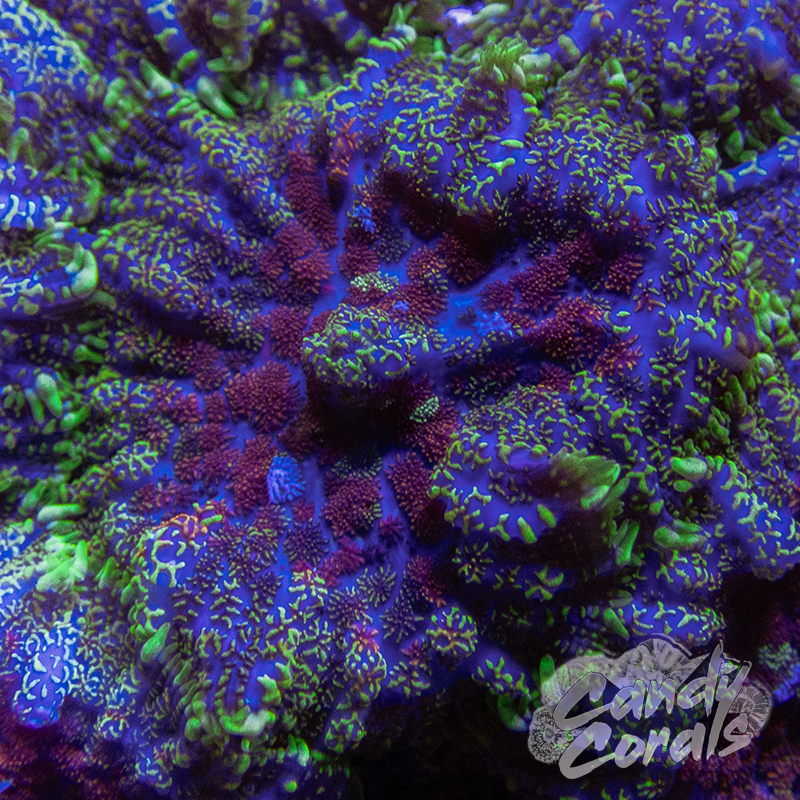 Wolverine Rhodactis Mushroom D9