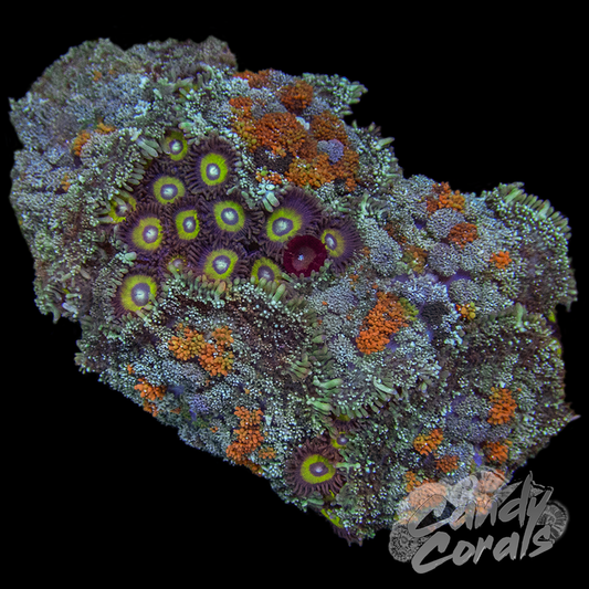 Soft Coral Rock WYSIWYG 2