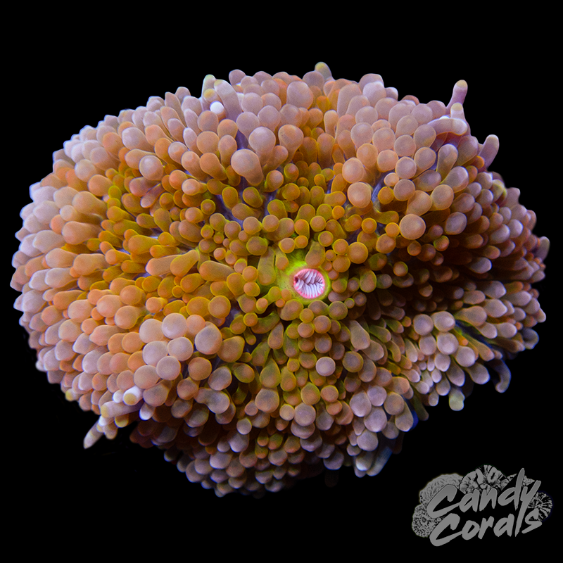 Rainbow Florida Ricordia Mushroom WYSIWYG 37