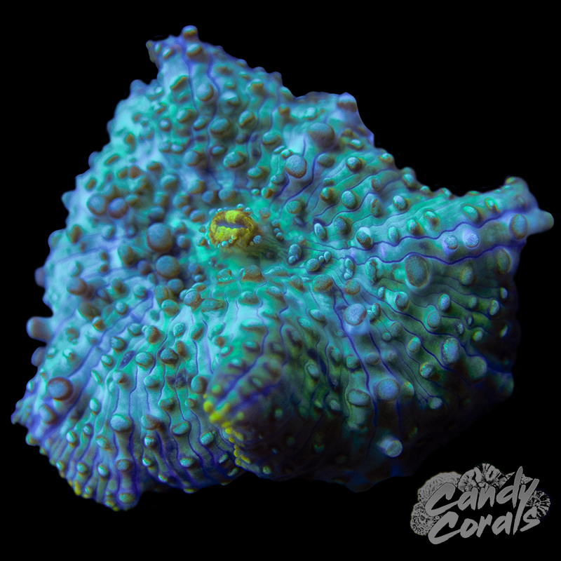 Warm Mint Discosoma Mushroom