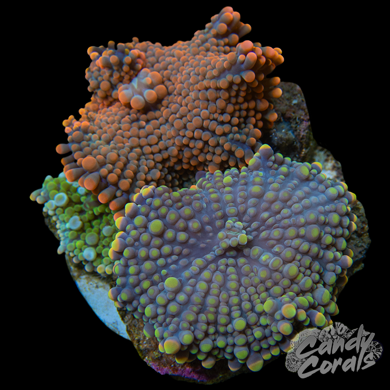 Ultra Yuma Mushroom Plate WYSIWYG 2