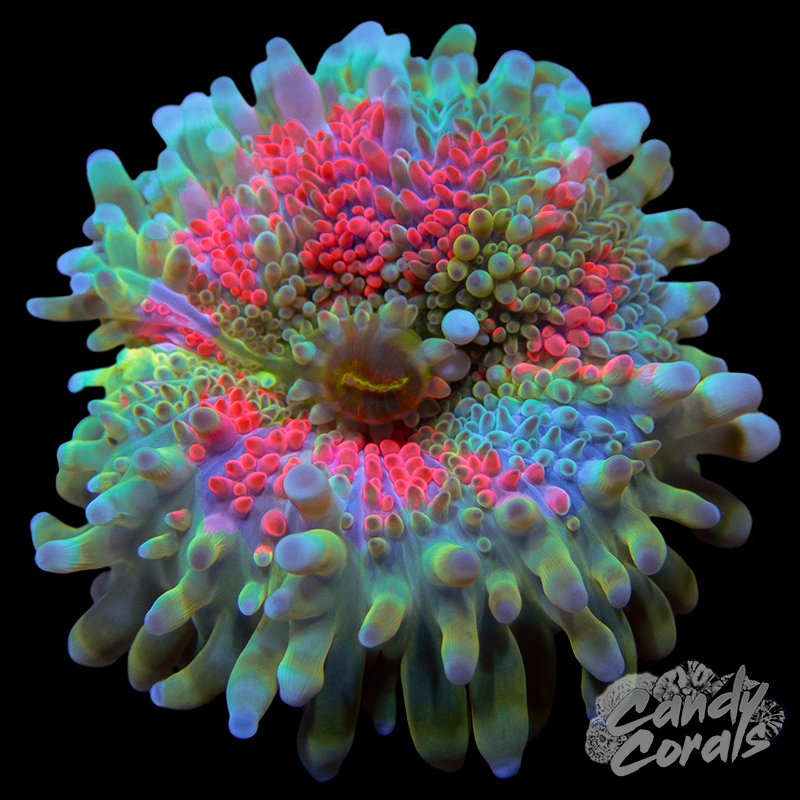 Pink and Blue Yuma Mushroom WYSIWYG 39