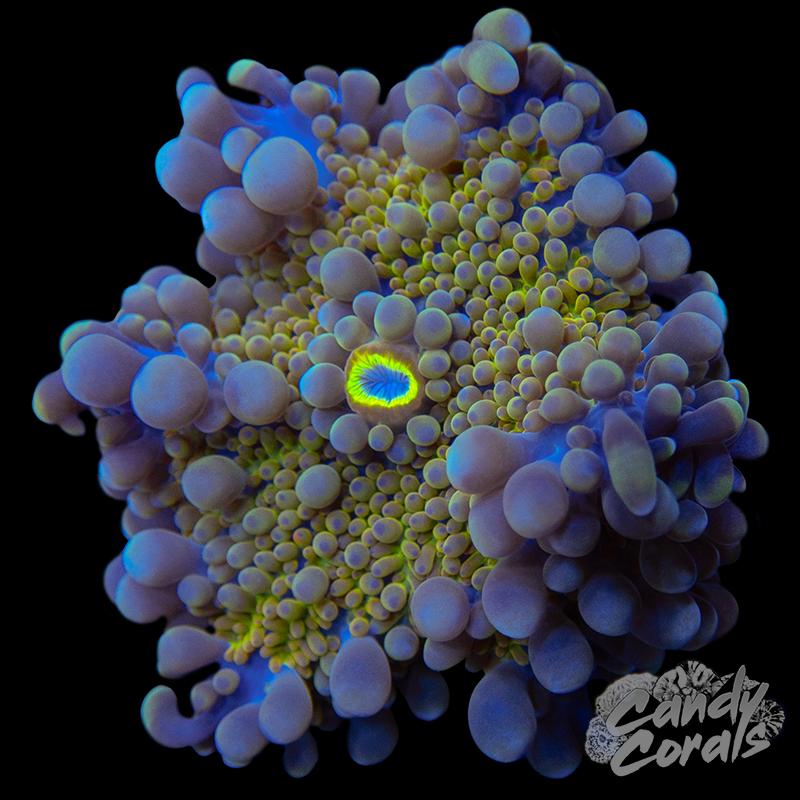 Rainbow Yuma Mushroom WYSIWYG 58