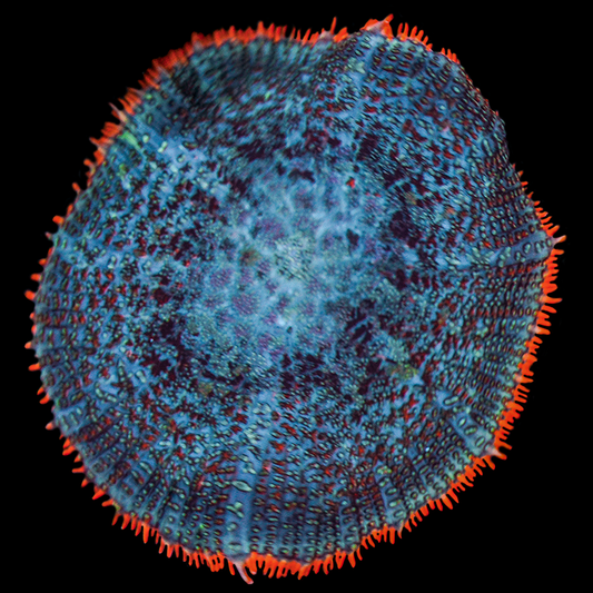 Orange Skirt Rhodactis Mushroom WYSIWYG 2