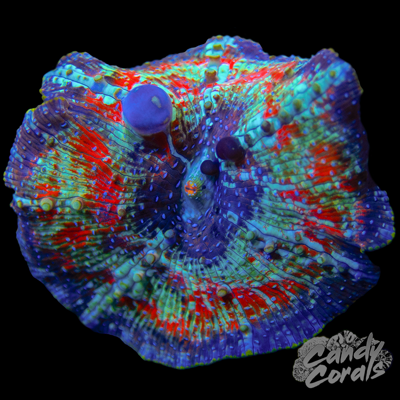 Ultra Rainbow Jawbreaker Mushroom WYSIWYG 39