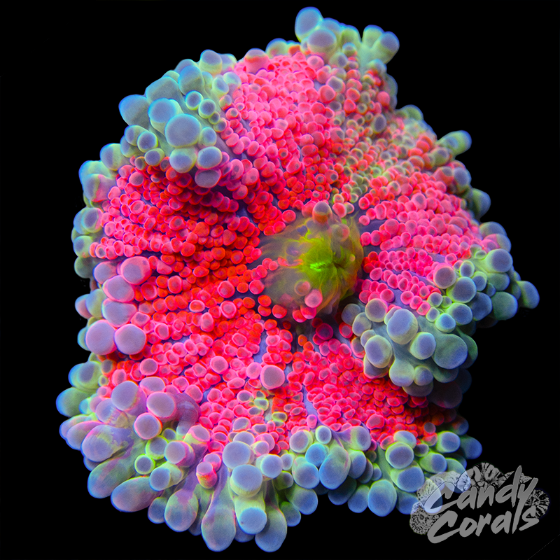 Hot Pink Yuma Mushroom WYSIWYG 19