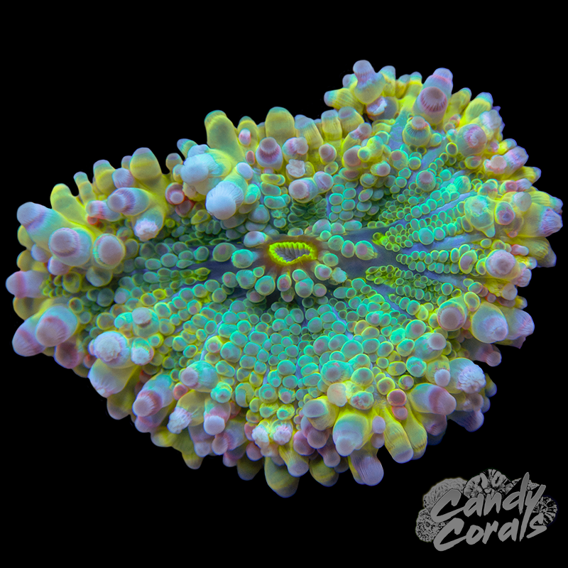 Yellow Yuma Mushroom WYSIWYG 40