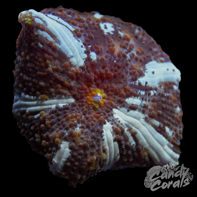 Bronze Age Discosoma Mushroom Per Polyp