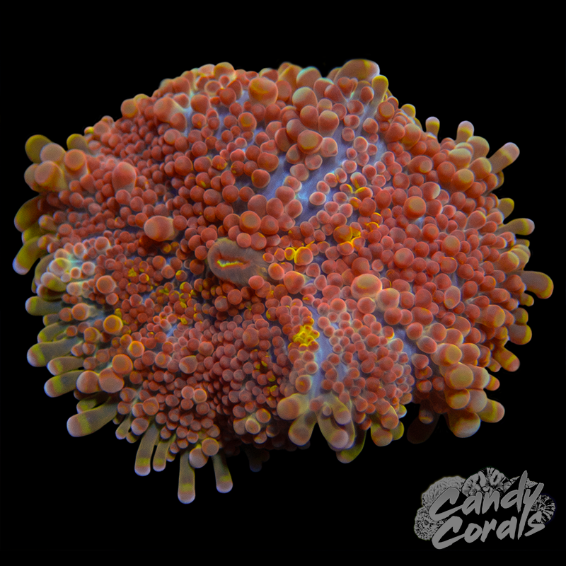 Ultra Yuma Mushroom WYSIWYG 25