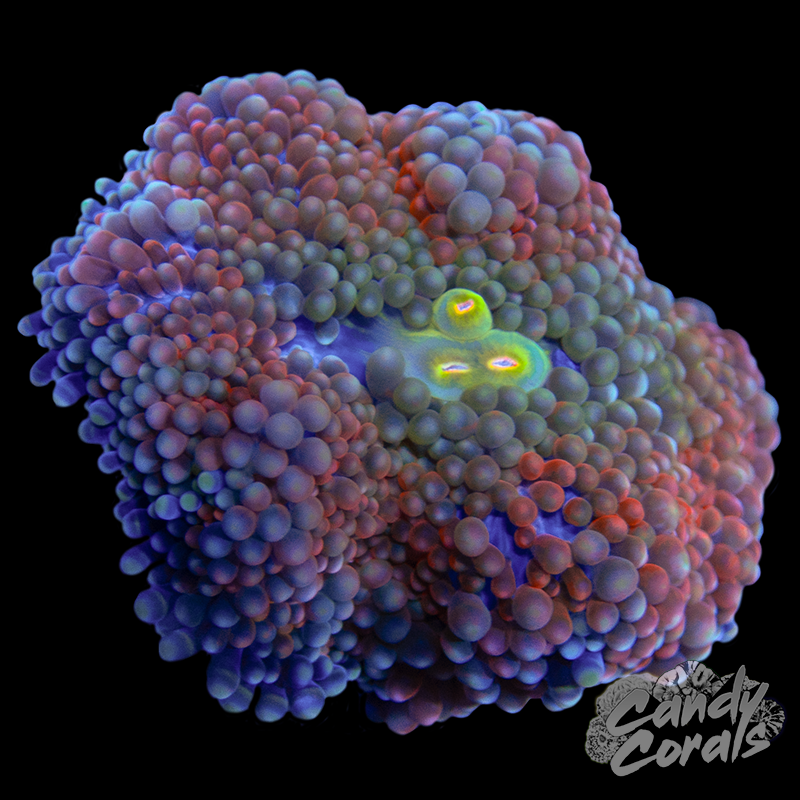 Rainbow Florida Ricordia Mushroom WYSIWYG 35