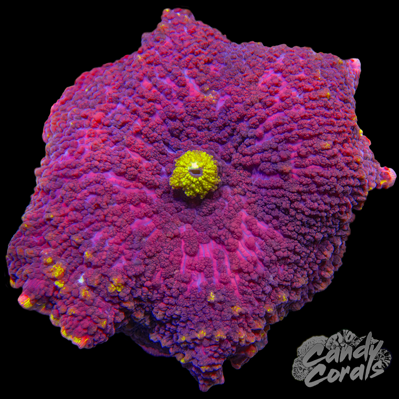 Red and Yellow Indo Jawbreaker Mushroom WYSIWYG 6