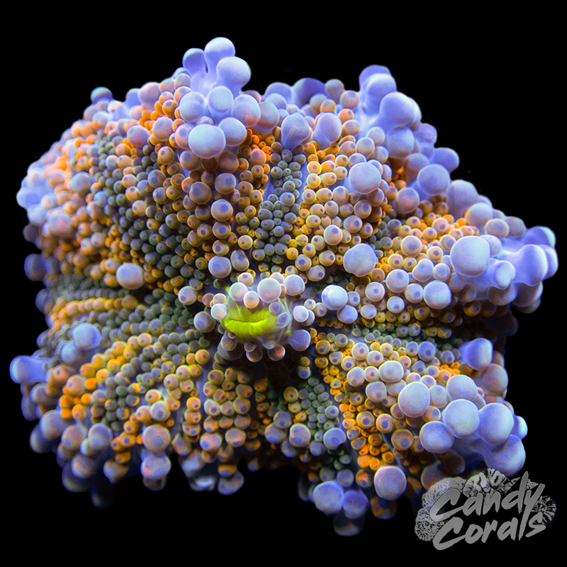 Time Travel Yuma Ultra Mushroom