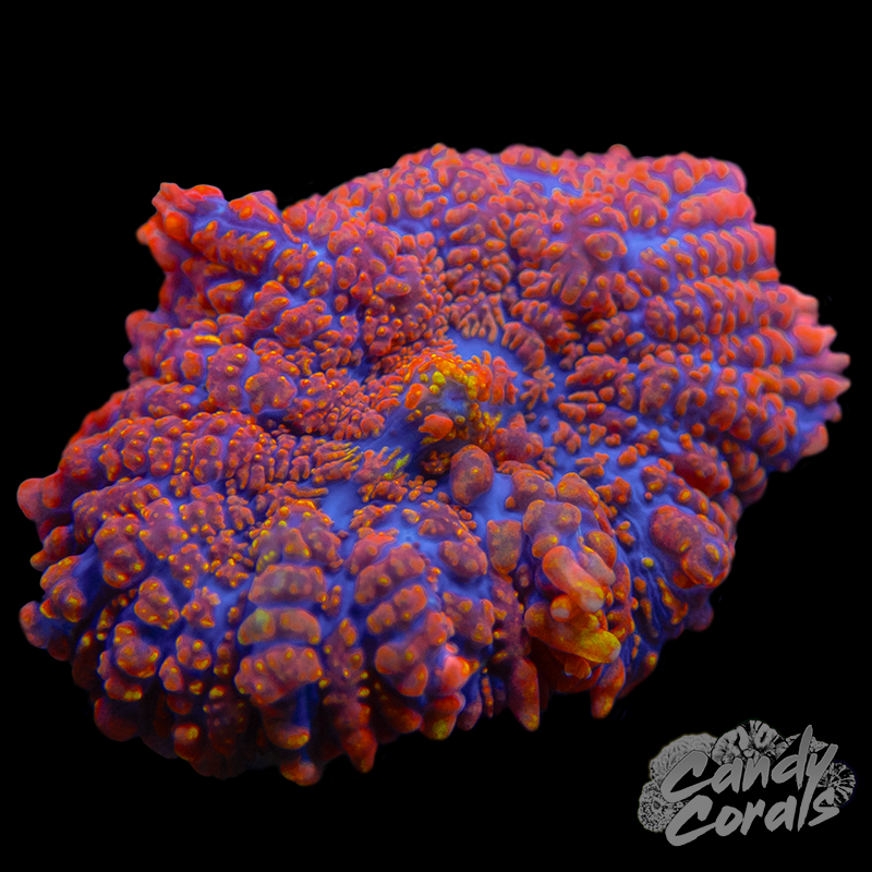 Orange Rhodactis Mushroom D19
