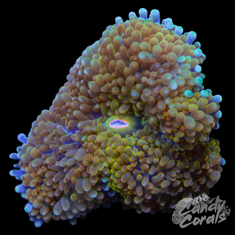 Rainbow Florida Ricordia Mushroom WYSIWYG 38