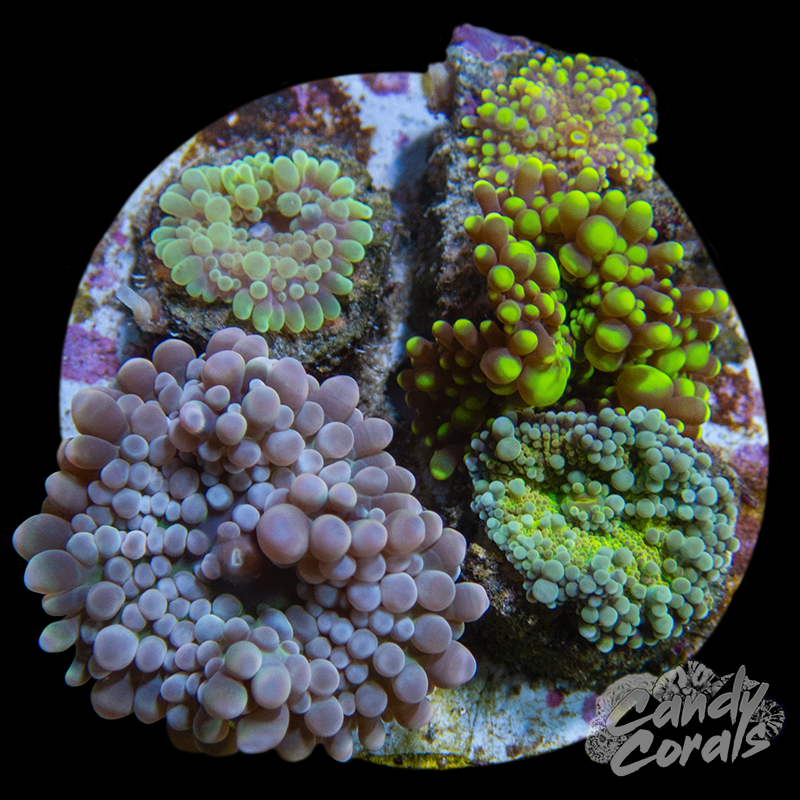 Ultra Yuma Mushroom Plate WYSIWYG 3