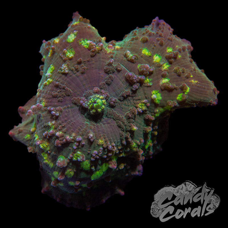 Ultra Rainbow Polka Dot Jawbreaker Mushroom Per Polyp