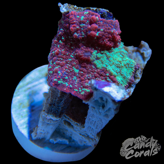 Red Speckled Indo Jawbreaker Mushroom WYSIWYG 6