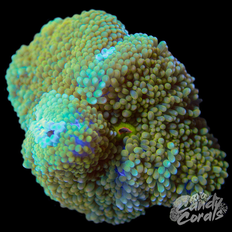 Rainbow Florida Ricordia Mushroom WYSIWYG 39