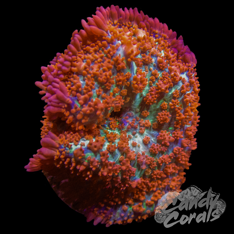 Wild Fire Rhodactis Mushroom D11