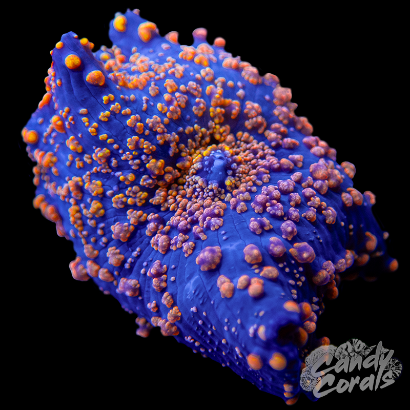 Pulsar Discosoma Mushroom