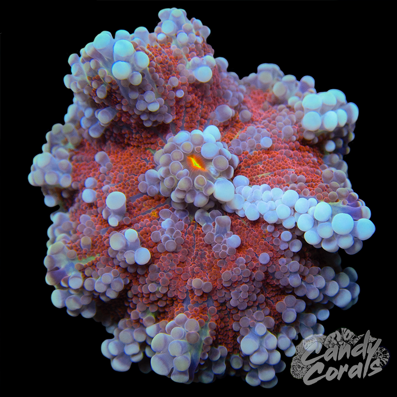Orange Yuma Mushroom WYSIWYG 20