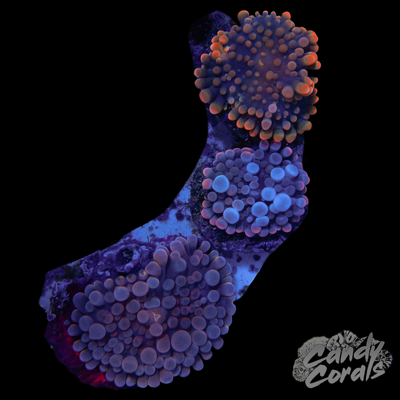 Ultra Yuma Mushroom Plate WYSIWYG 7