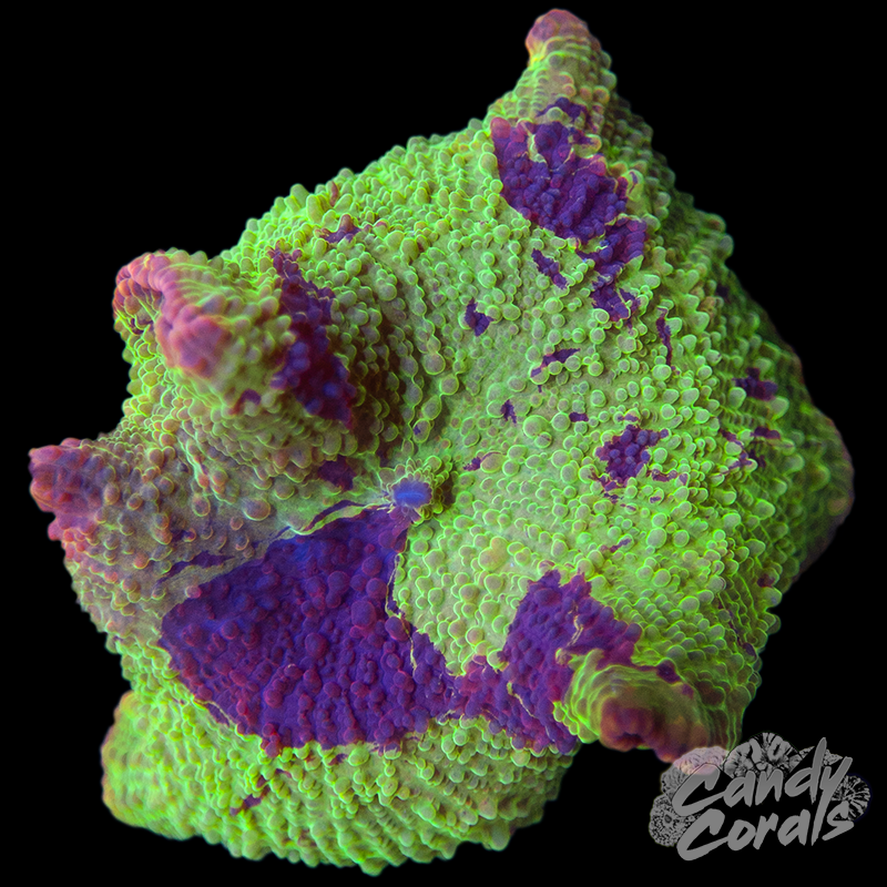 Ultra Rainbow Jawbreaker Mushroom WYSIWYG 38