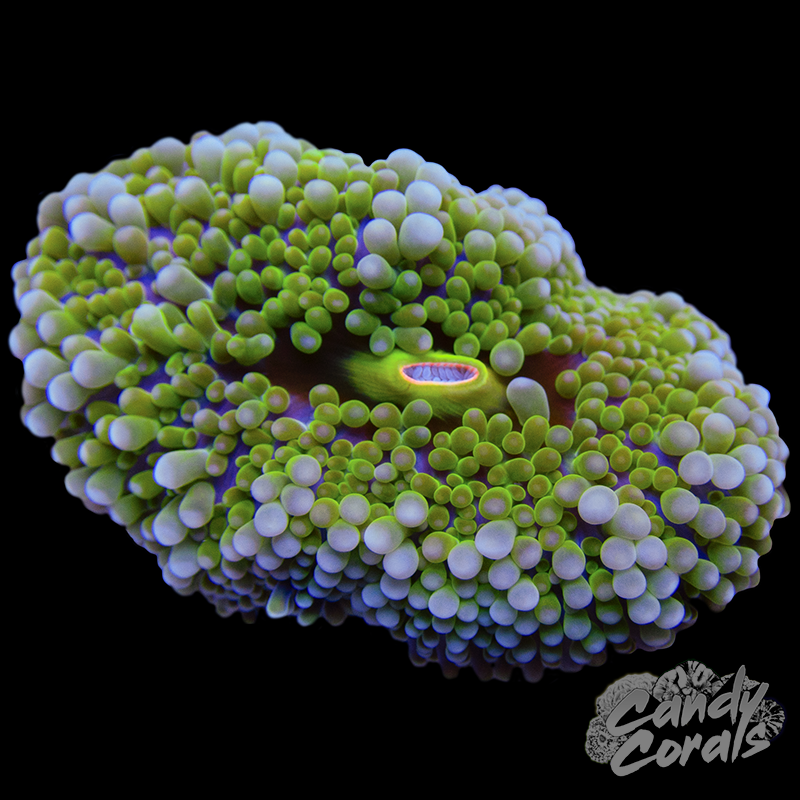 Rainbow Florida Ricordia Mushroom WYSIWYG 28