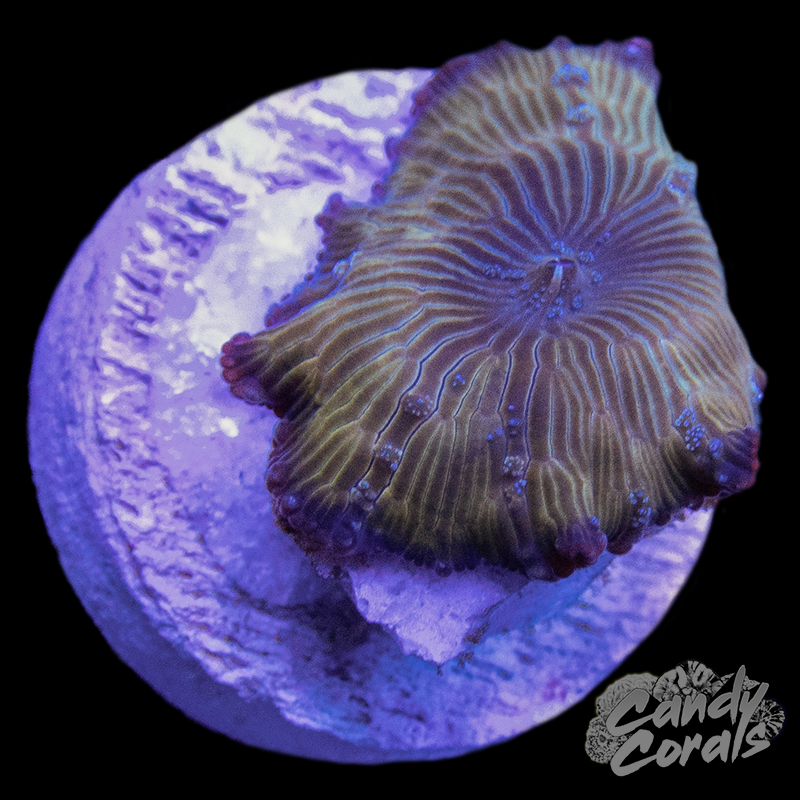 Lucky Penny Discosoma Mushroom